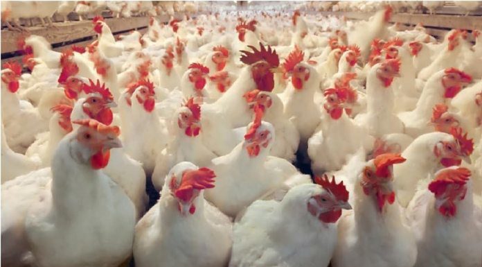 मोरङका पाँच स्थानमा बर्डफ्लु