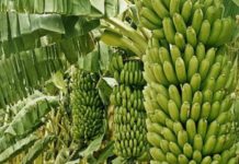 विलबिजक नभएको काँचो केरा सहितचार जना नियन्त्रणमा पक्राउ