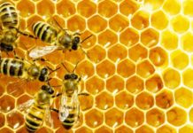 ‘महको माग बढ्दो छ, बिक्री गर्न बजारको समस्या छैन’