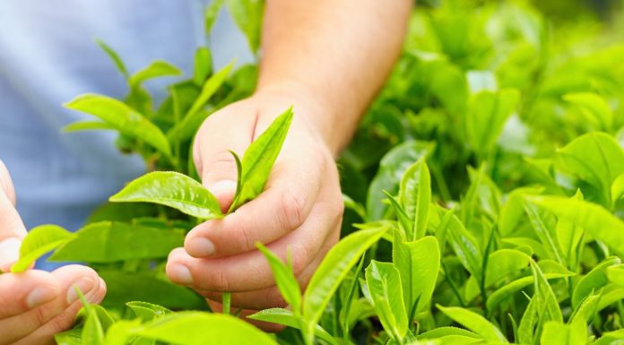 चिया उद्योगलाई आधुनिक र प्रतिस्पर्धी बनाउने चीनको नयाँ रणनीति