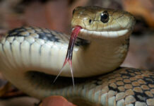 सर्वसाधारणलाई सर्प पहिचानसम्बन्धी तालिम सञ्चालन