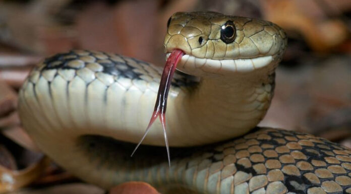 गर्मी बढेसँगै बाँकेमा देखिन थाले विषालु सर्प