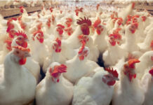 झापामा फेरि कुखुरामा बर्डफ्लू संक्रमण पुष्टि