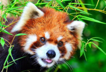 जैविक विविधता रेडपाण्डा–थार अन्तरराष्ट्रिय सम्मेलन आगामी वैशाख ४ देखि