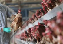 बर्डफ्लु नियन्त्रणका लागि सुनसरी प्रशासनको कडाइ