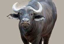 राँगा पाल्ने किसानलाई अनुदान