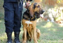 निर्वाचन सुरक्षाका लागि कुकुरसहितको संयुक्त गस्ती