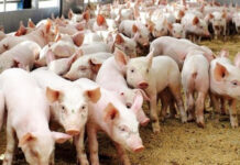 कैलाली-कञ्चनपुरमा बङ्गुरमा अफ्रिकन स्वाइन फिभर पुष्टि, सतर्क रहन आग्रह