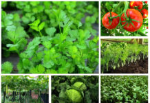 व्यावसायिक तरकारीखेतीबाट परिवारको आर्थिक आधार मजबुत बनाउँदै