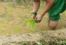 सिँचाइ अभावले चैते धानखेती घट्दै