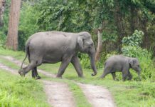जंगली हात्तीद्वारा भद्रपुरमा मकैबाली नष्ट