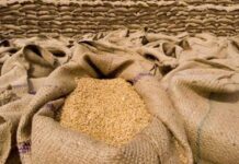 किसानबाट ११ हजार क्वीन्टल धान खरिद