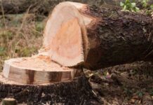 रुख ढाल्ने क्रममा पुल भत्कियो