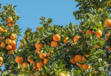 मौसमले साथ दिँदा सुन्तला उत्पादनमा वृद्धि, यसवर्ष रु २६ करोड ९० लाख बराबरको बिक्री