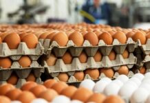 ‘बर्ड फ्लु’ भेटिएपछि मासु–अण्डा ओसारपसारमा प्रतिबन्ध