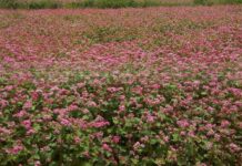 बाँझो जमिन उपयोग गरेर फलाइयो तिते फापर