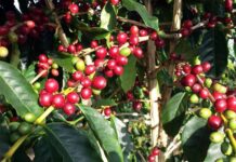 व्यावसायिक कफीखेतीमा भोजपुरका किसान