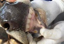 चितवनका गाईभैँसीमा खोरेत रोगको समस्या