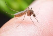 माईकी एक महिलामा जापानिज इन्सेफलाईटिस भेटियो