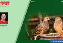 म ढुकुर…