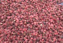 मेची भन्सार : छ महिनामा सात अर्ब १९ करोडको अलैँची निर्यात