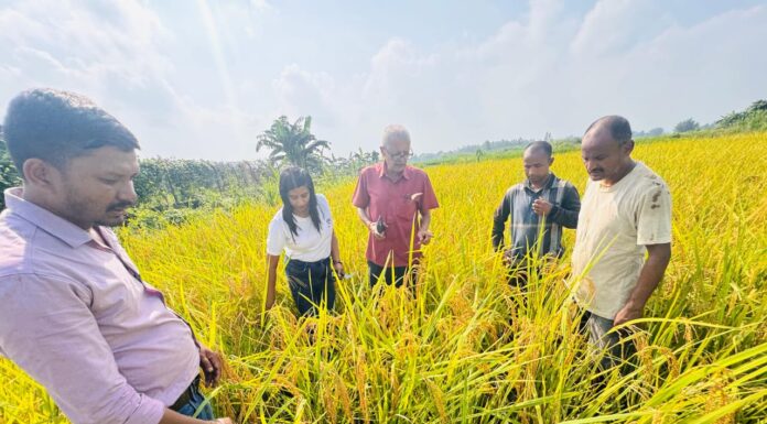 धानको उत्पादन घटेसँगै मूल्यमा पनि गिरावट
