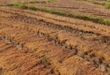 बेमौसमी वर्षाले क्षति पुर्याएपछि झापामा धान उत्पादन घट्यो