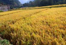 बागलुङमा धान उत्पादनमा बढ्यो