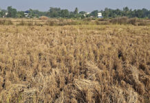 झापामा तीन लाख ५४ हजार मेट्रिकटन धान उत्पादन