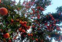 सुन्तला खेतीले फेरिँदै भोजपुरका किसानको जीवनस्तर