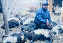 मुस्ताङमा हिउँ चितुवाको आक्रमणबाट १९ भेडा मरे