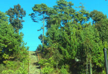 भोजपुरको काफ्ले डाँडालाई पर्यटकीय क्षेत्रका रुपमा विकास गरिँदै