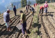 जलजला आलुको बीउमा आत्मनिर्भर