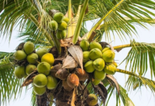 झापामा नरिवलको व्यावसायिक खेती सुरु