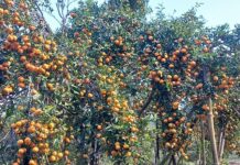 सडक कालोपत्रको माग गर्दै सिन्धुलीमा ‘जुनार महोत्सव’