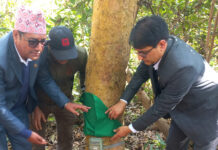 एघार सय अत्याधुनिक क्यामेराबाट बाघ गणना गरिँदै