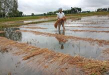 बेमौसमी वर्षाका कारण यो वर्ष उत्पादनमा कमी आउने