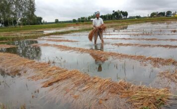 बेमौसमी वर्षाका कारण यो वर्ष उत्पादनमा कमी आउने