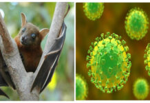 निपाह भाइरस सङ्क्रमण भित्रिन नदिन उच्च सतर्कता