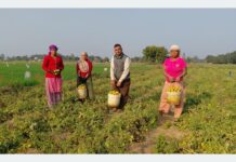 तीन पुस्तादेखि टमाटरखेतीः विदेशको विकल्प बनेको छ वीरेन्द्रको टमाटर व्यवसाय