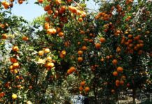 अन्यत्र निख्रिएपछि सुन्तला टिप्न थालेका बाँसखर्कका किसानले दोब्बर मूल्य पारे