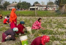 खेत–बारीमै पुगेर भोट माग्दै यमुना केसी, सुनसरी–४ मा भावनाले छोएको घरदैलो अभियान