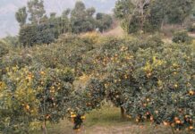 मूल्य पाइने आशामा बोटमै जुनार