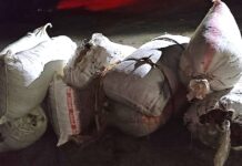 लागू औषध गाँजासहित दुई जना पक्राउ