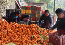 सुन्तला बेचेर रु २० लाख आम्दानी