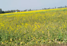 दाङमा तोरीखेतीको क्षेत्रफल र उत्पादन बढ्दै