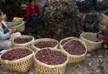 आठ अर्ब ६१ करोड बढीको अलैँची निर्यात