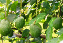 एभोकाडोमा खटिराजन्य रोगको समस्या