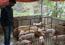 ‘अफ्रिकन स्वाइनफिभर’ले बङ्गुर मर्न थाले