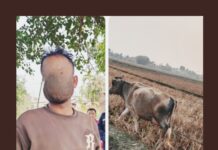 गाईसँग अप्राकृतिक यौन क्रियामा संलग्न भारतीय पक्राउ